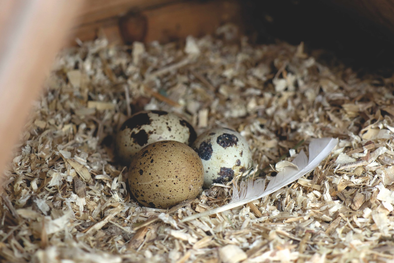 a group of eggs in a nest