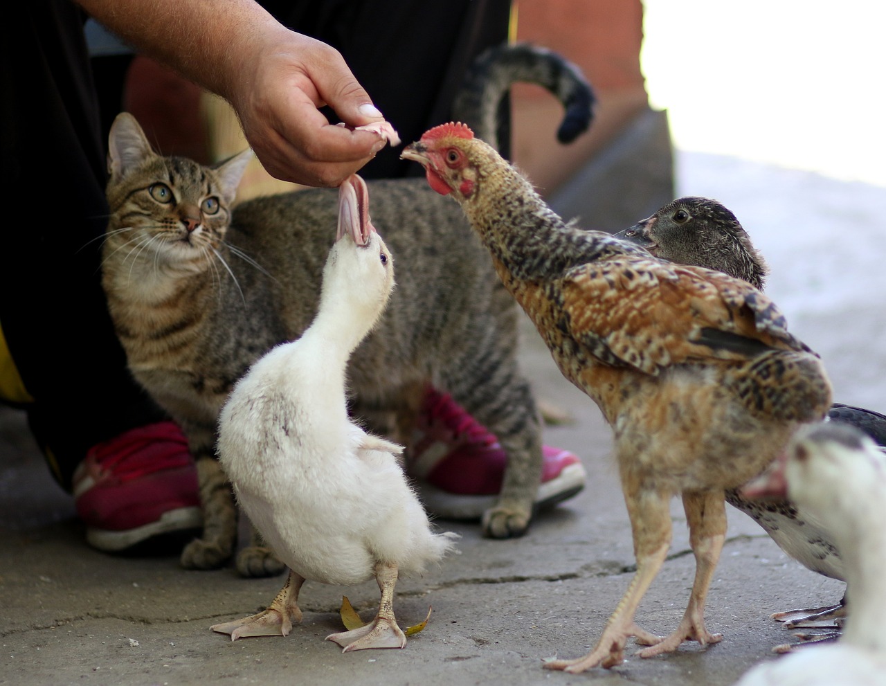 a cat, duck, and chicken