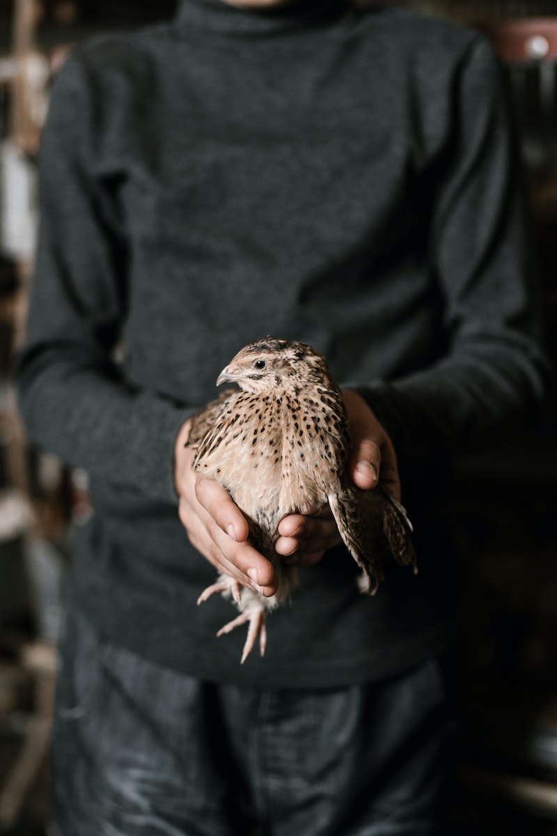 Can I raise quail with other poultry species, such as chickens or ducks?