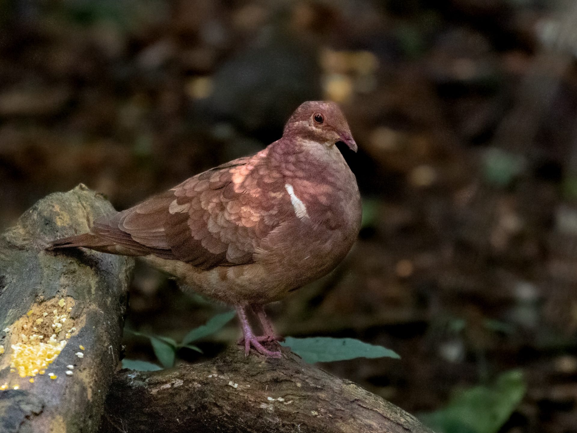 quail on a log