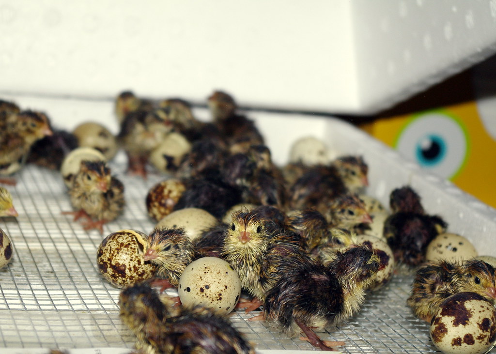 What temperature and humidity levels are optimal for hatching quail eggs?