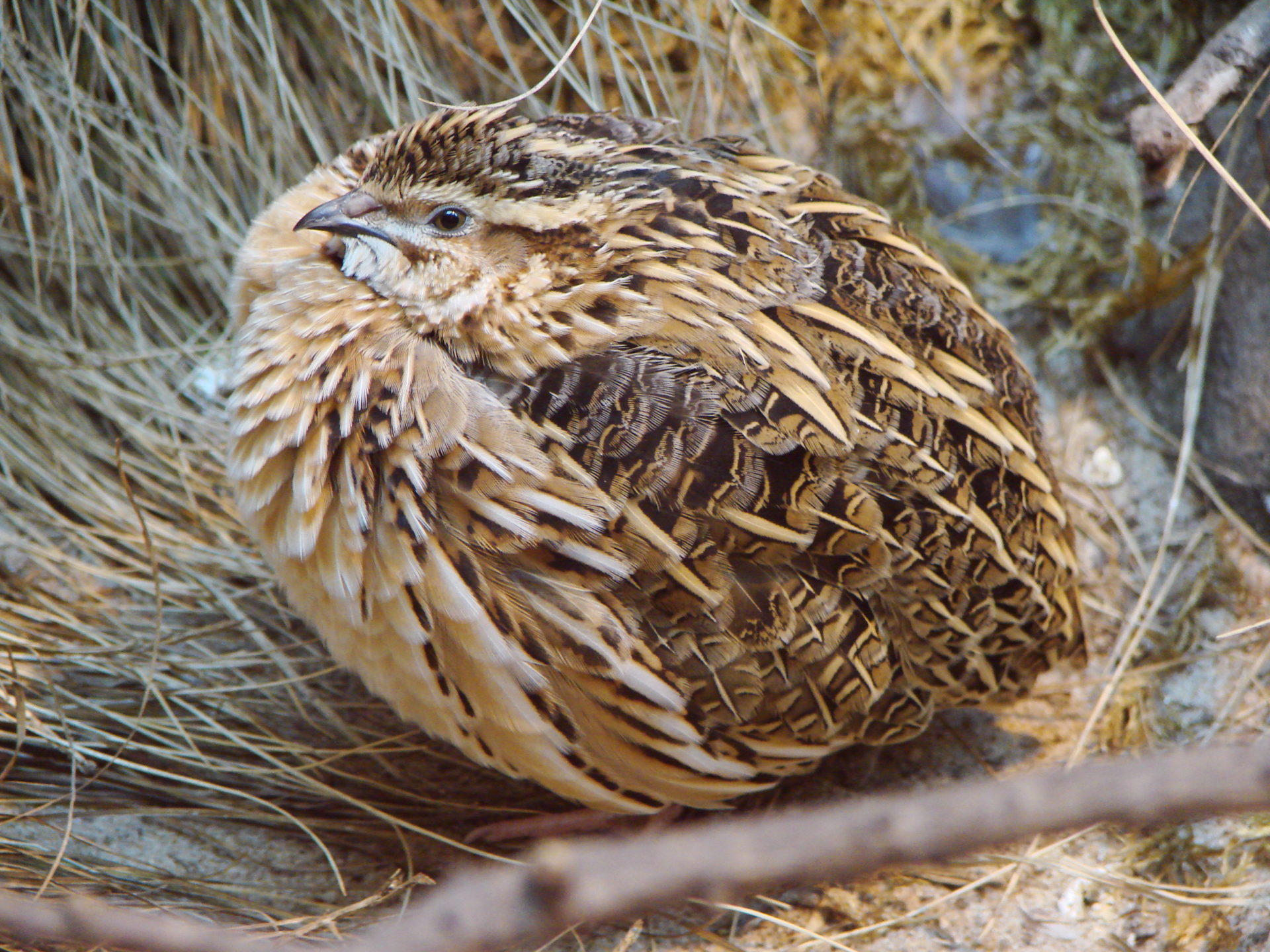 What are some common mistakes to avoid when raising quail?