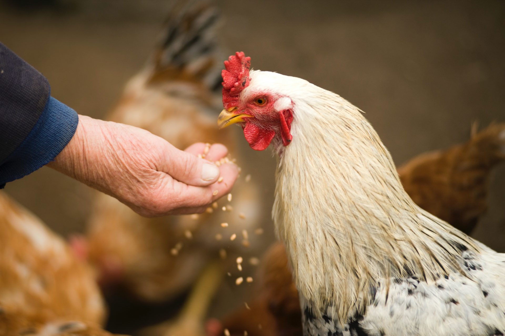 What are the basic requirements for raising chickens?